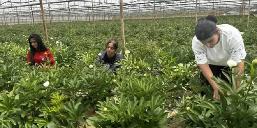 Tanesi 150 TL’den havada kapılıyor! 81 ilden talep görerek üreticinin cebini dolduruyor 3